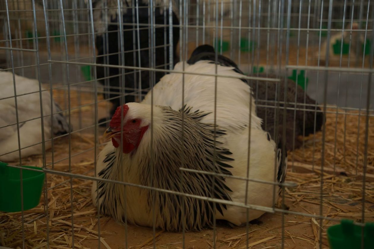 Državna i 49. međunarodna izložba malih životinja Nedelišće (1)