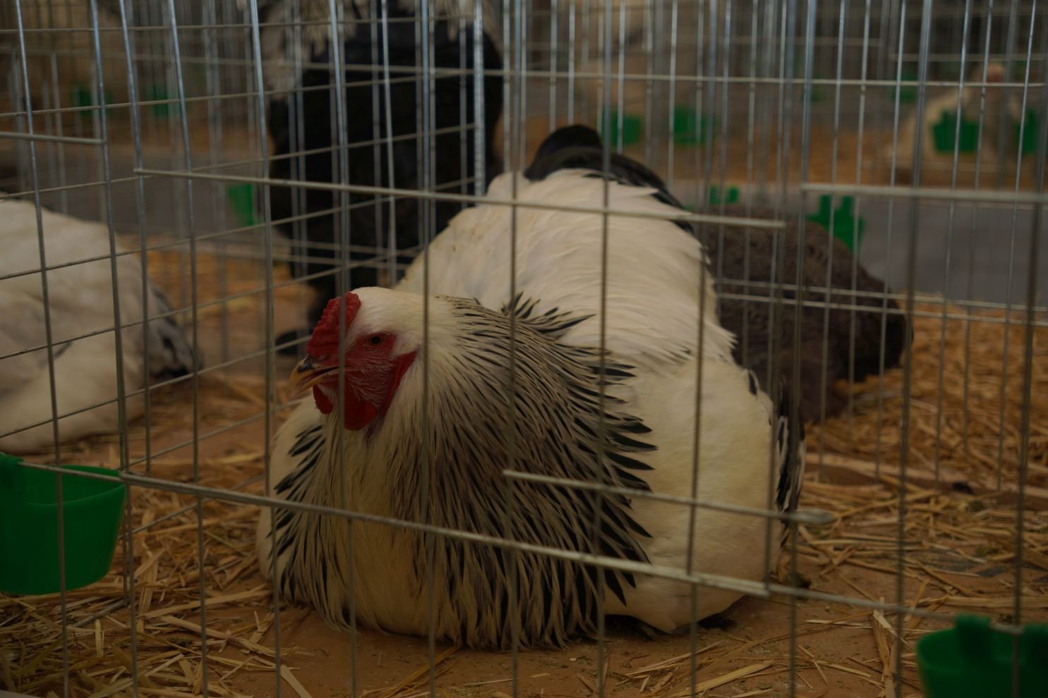 Državna i 49. međunarodna izložba malih životinja Nedelišće (1)