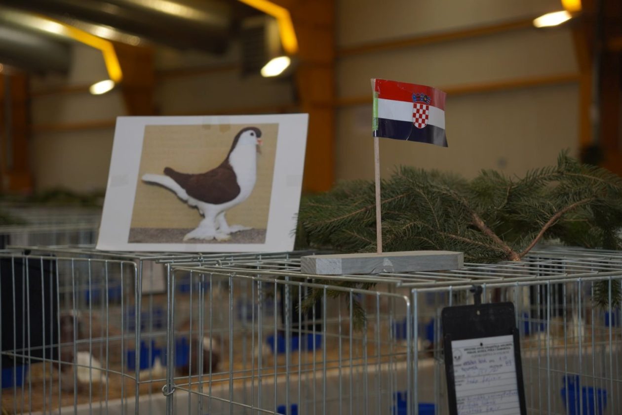 Državna i 49. međunarodna izložba malih životinja Nedelišće (10)