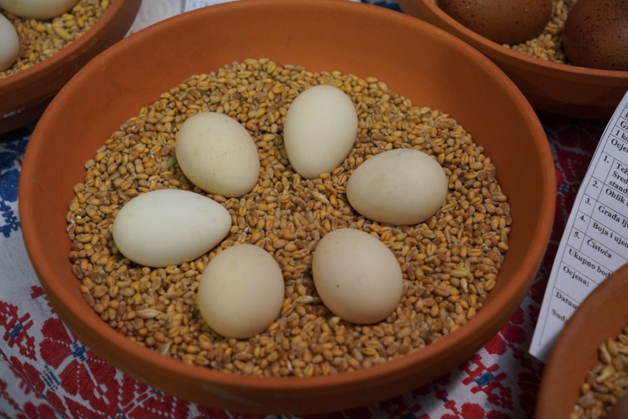 Državna i 49. međunarodna izložba malih životinja Nedelišće (101)