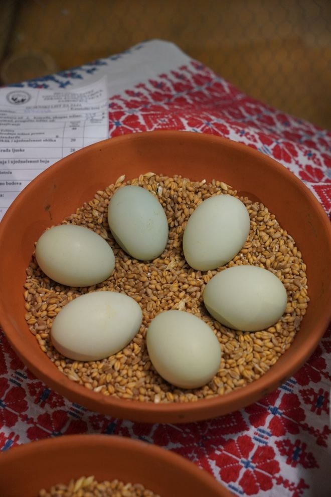 Državna i 49. međunarodna izložba malih životinja Nedelišće (104)