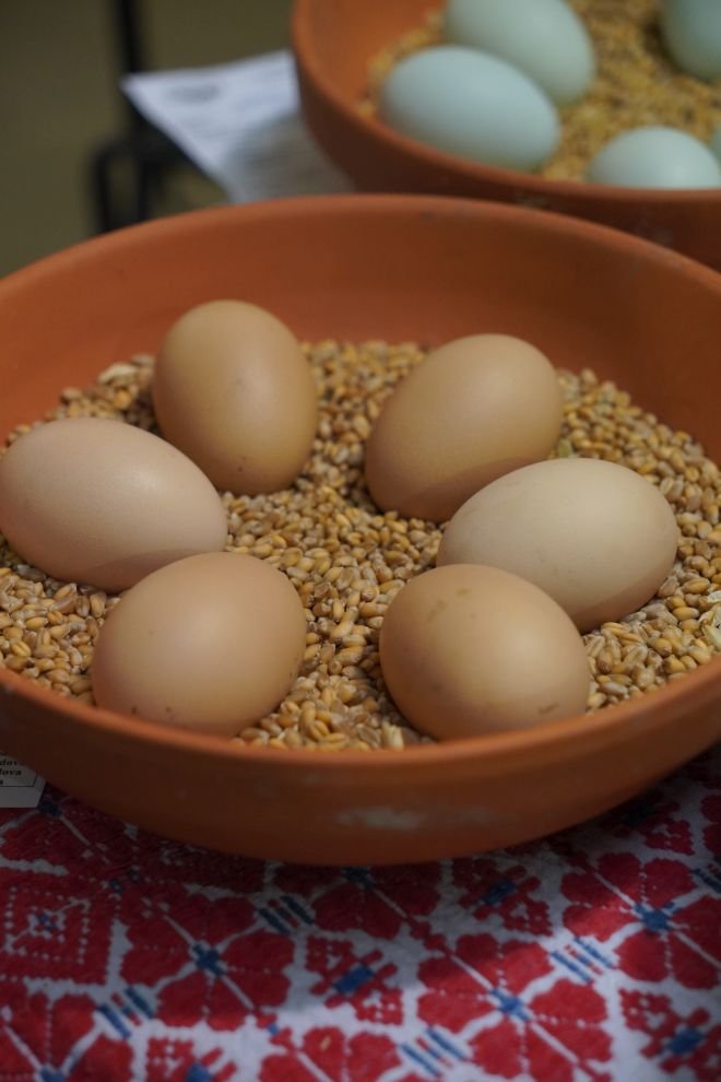 Državna i 49. međunarodna izložba malih životinja Nedelišće (106)