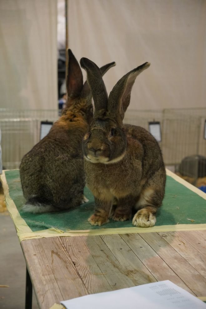 Državna i 49. međunarodna izložba malih životinja Nedelišće (108)