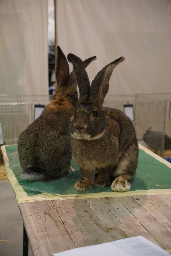 Državna i 49. međunarodna izložba malih životinja Nedelišće (109)