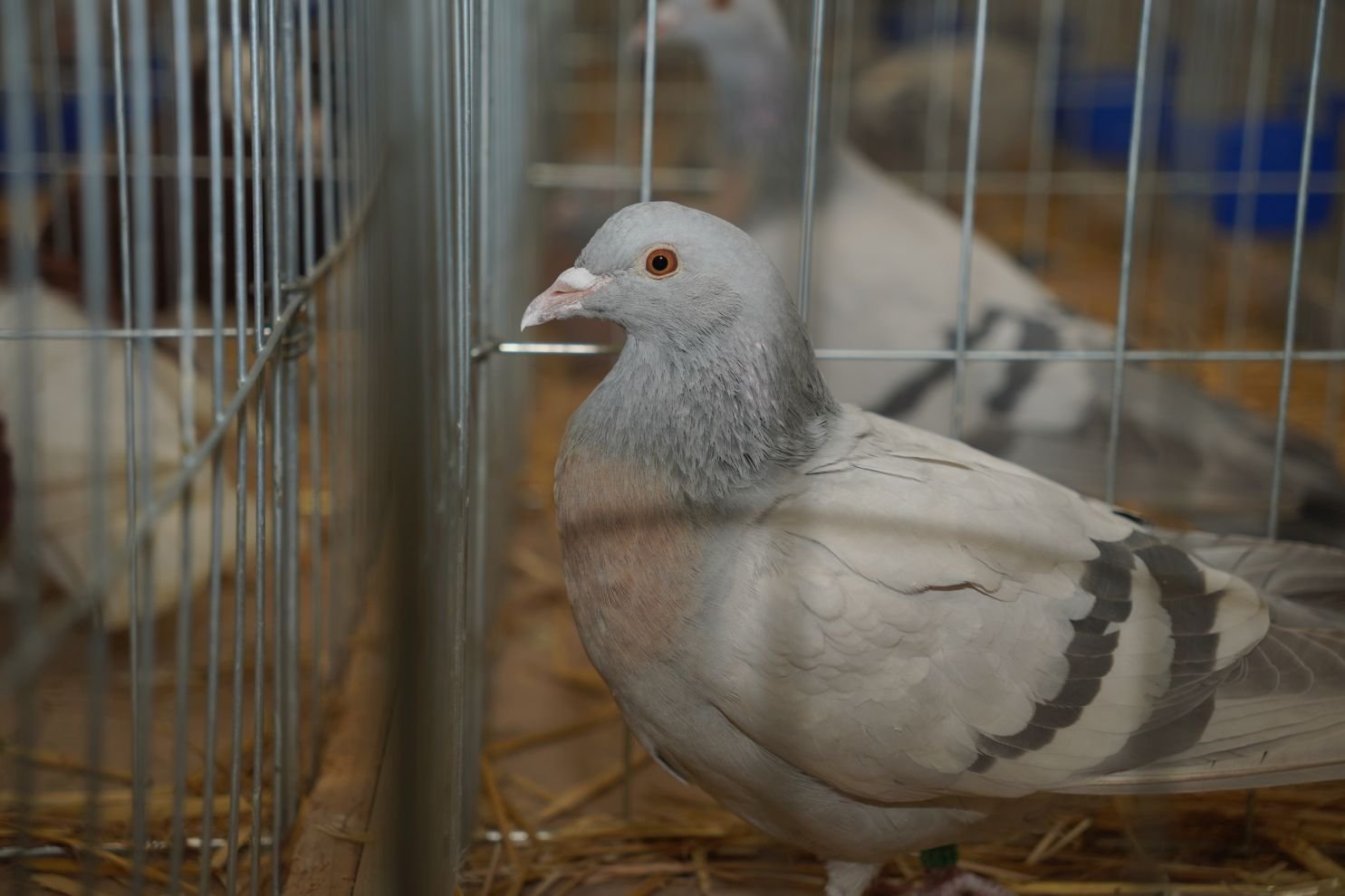 Državna i 49. međunarodna izložba malih životinja Nedelišće (11)