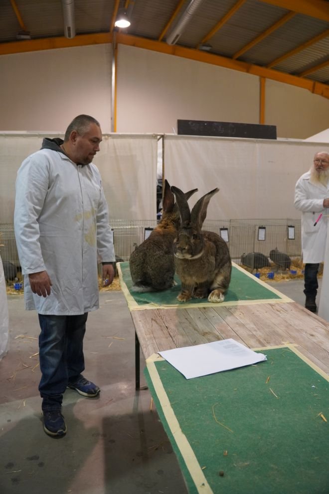 Državna i 49. međunarodna izložba malih životinja Nedelišće (110)