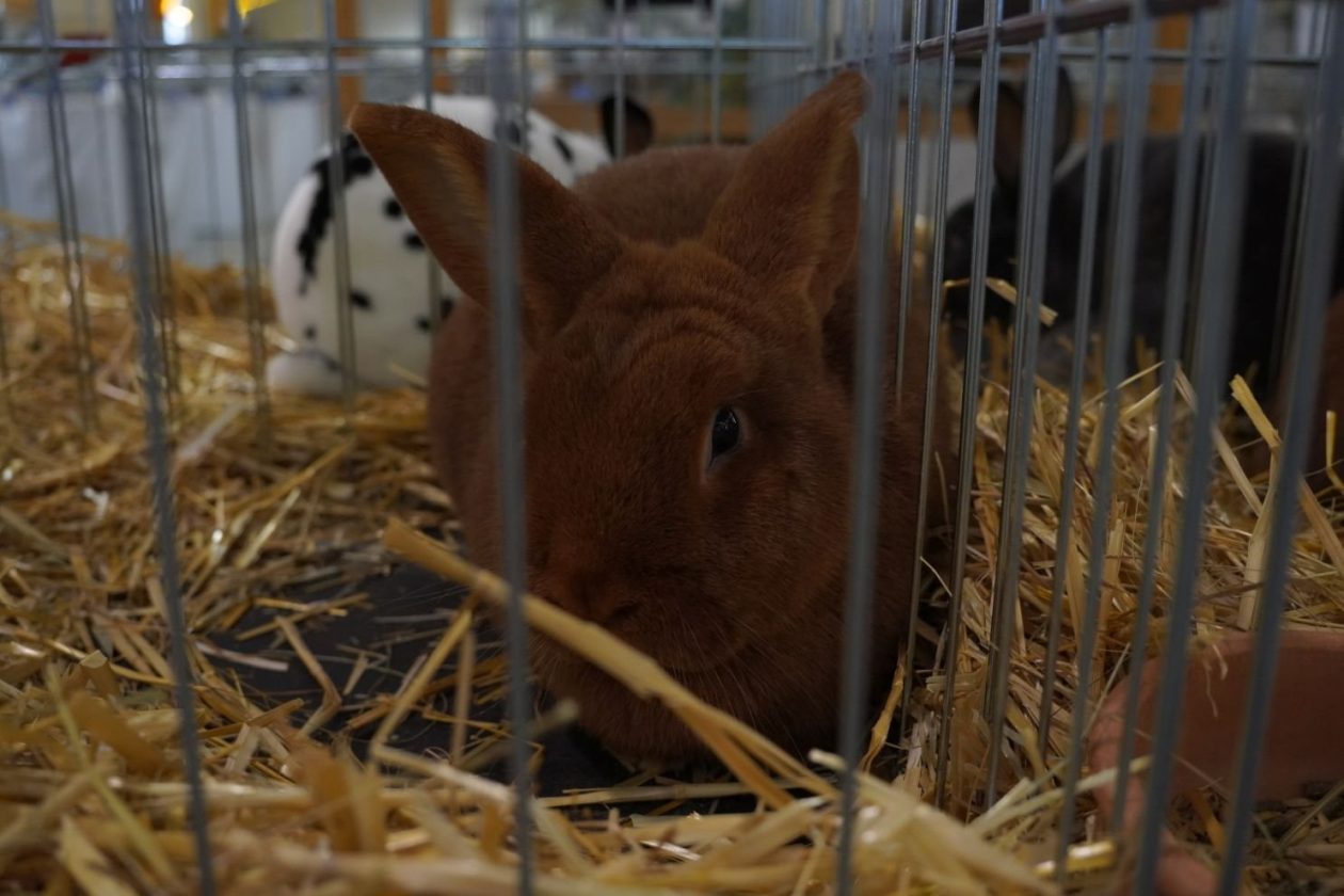 Državna i 49. međunarodna izložba malih životinja Nedelišće (113)