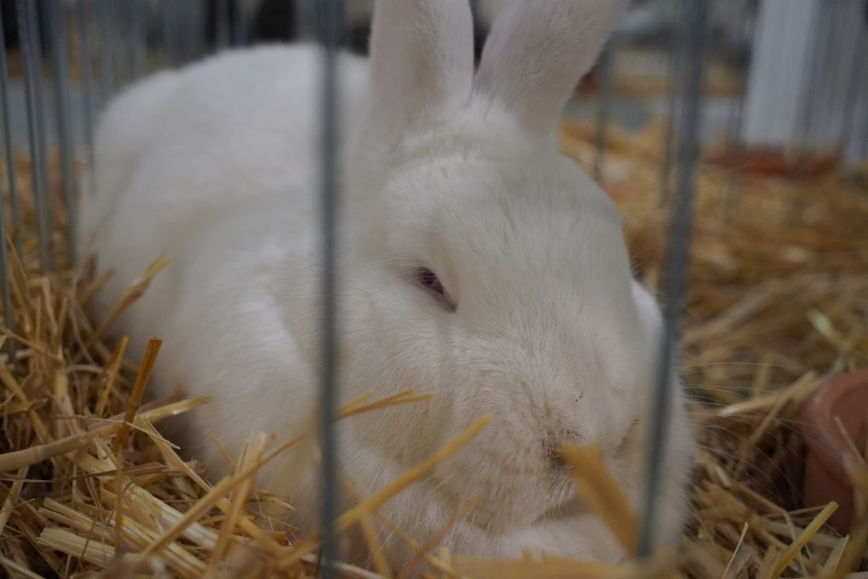 Državna i 49. međunarodna izložba malih životinja Nedelišće (115)