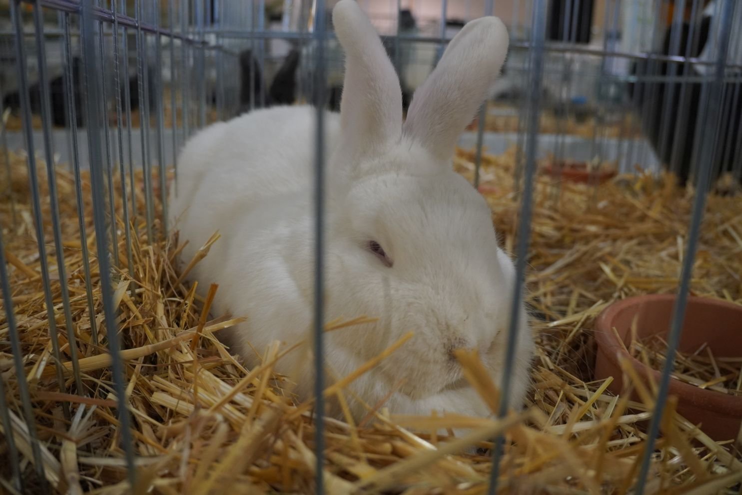 Državna i 49. međunarodna izložba malih životinja Nedelišće (116)