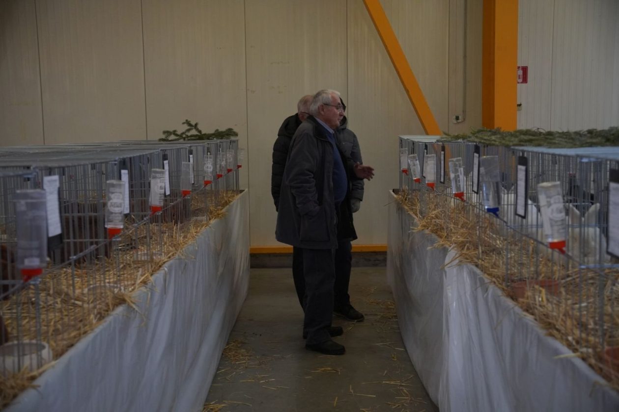 Državna i 49. međunarodna izložba malih životinja Nedelišće (117)