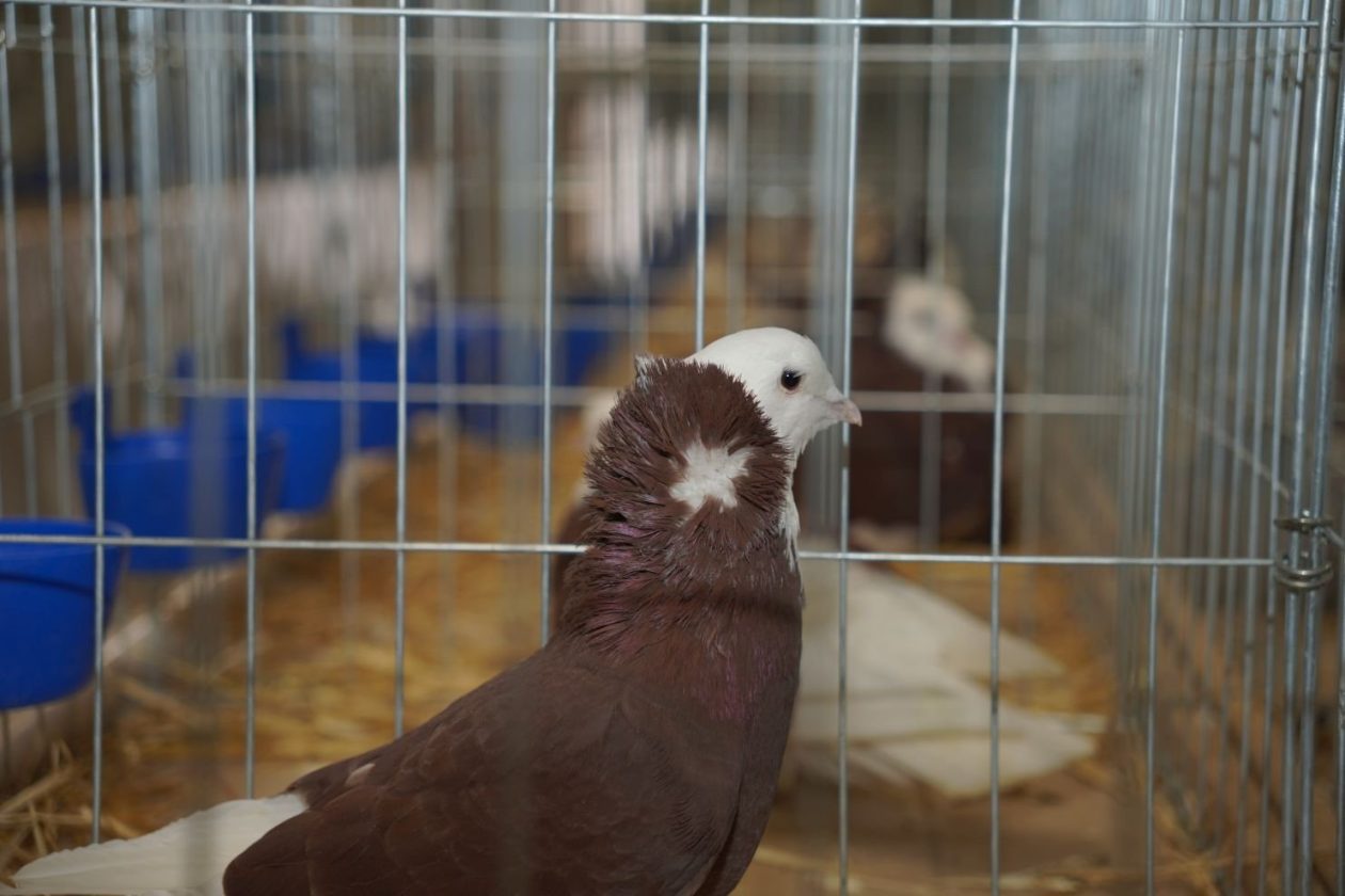 Državna i 49. međunarodna izložba malih životinja Nedelišće (12)