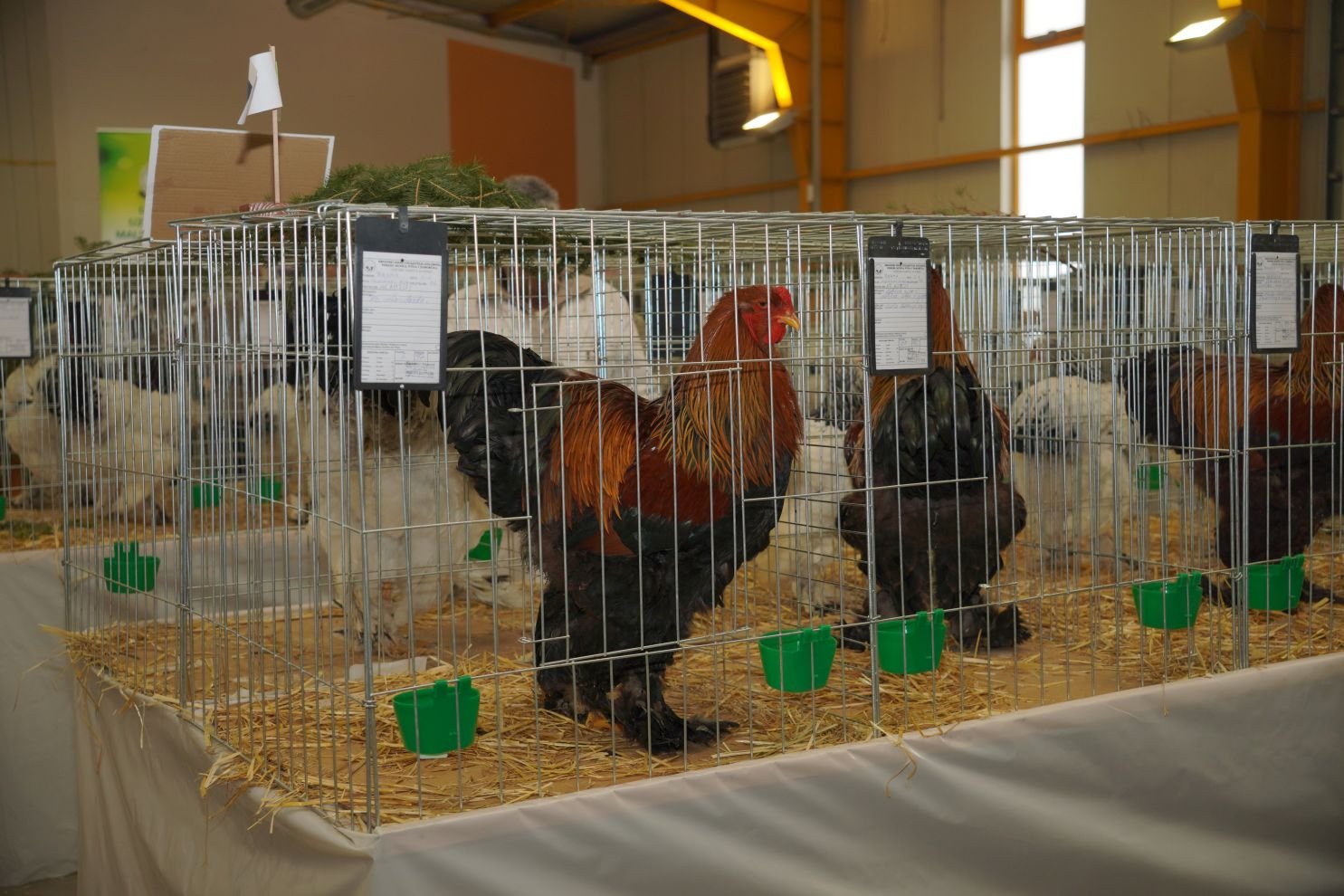 Državna i 49. međunarodna izložba malih životinja Nedelišće (13)