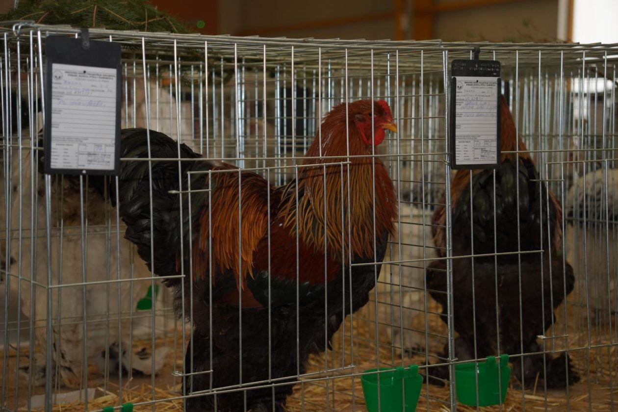 Državna i 49. međunarodna izložba malih životinja Nedelišće (14)