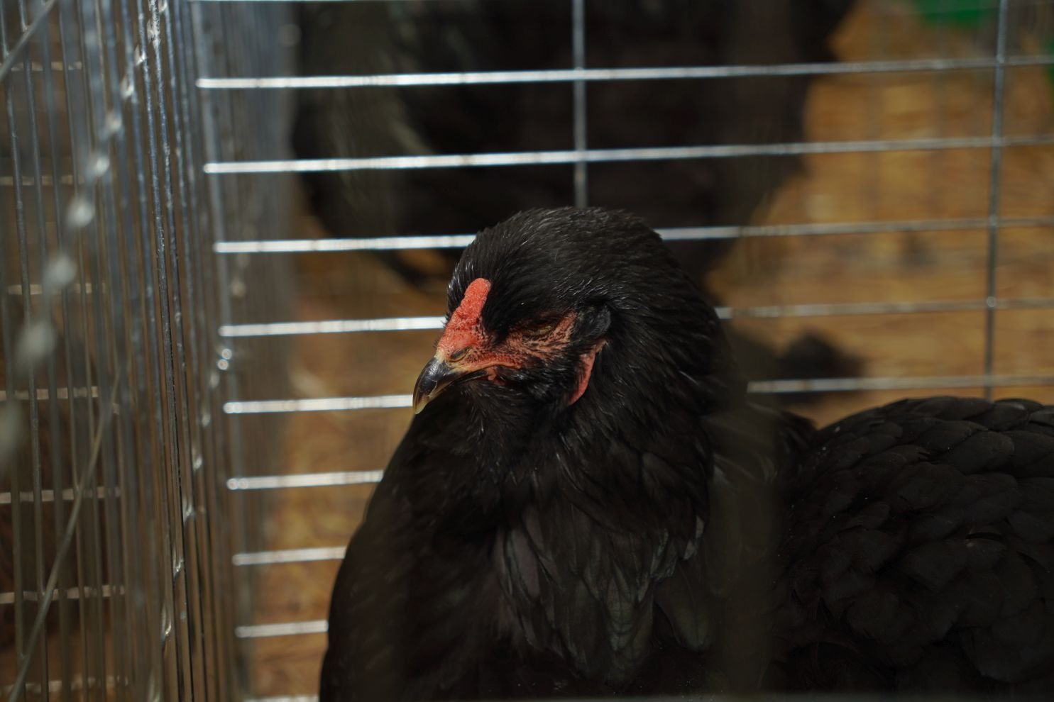 Državna i 49. međunarodna izložba malih životinja Nedelišće (15)