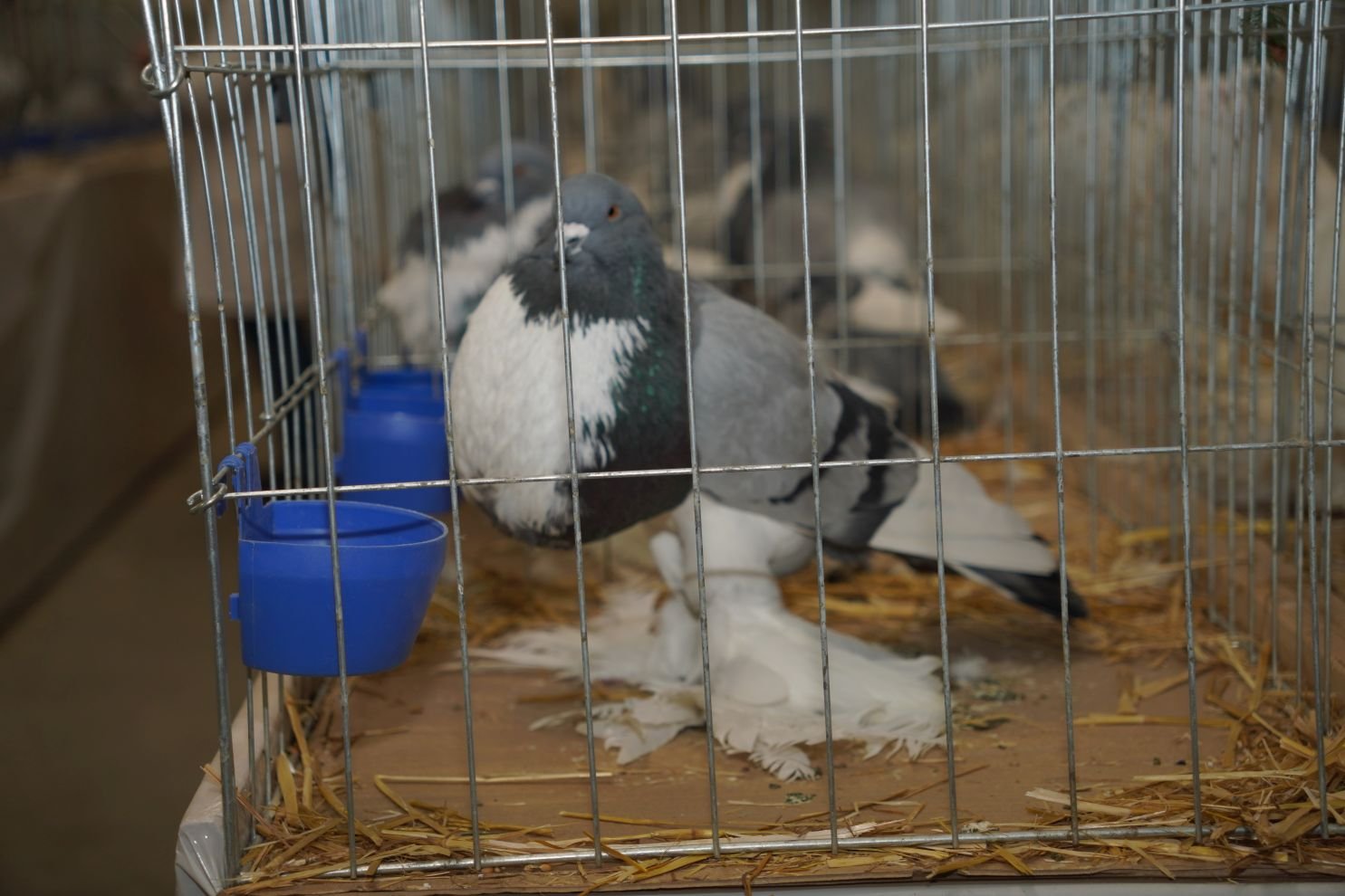 Državna i 49. međunarodna izložba malih životinja Nedelišće (16)