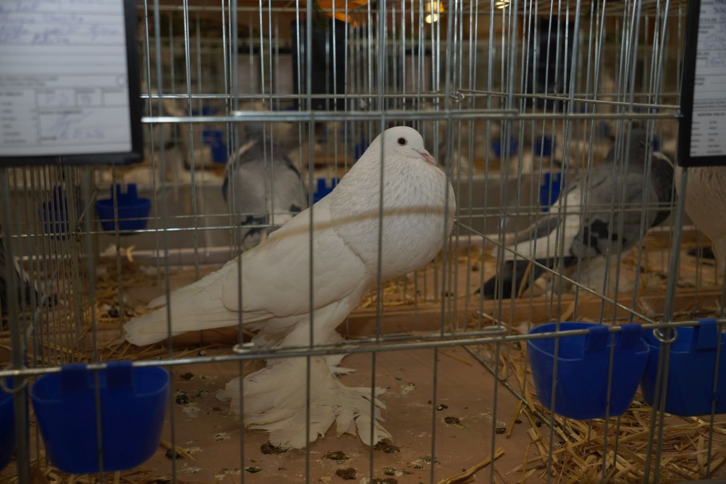 Državna i 49. međunarodna izložba malih životinja Nedelišće (17)