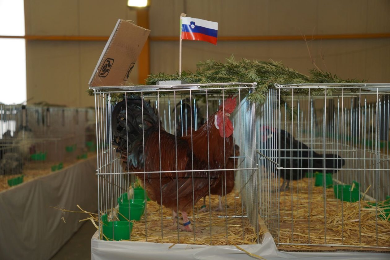 Državna i 49. međunarodna izložba malih životinja Nedelišće (18)