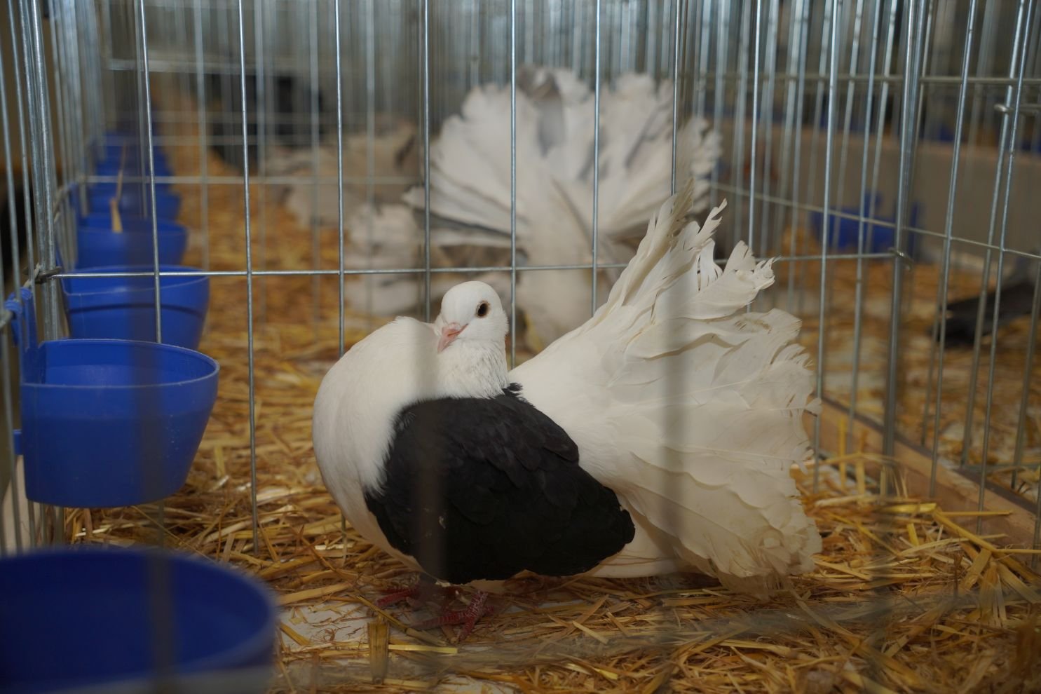 Državna i 49. međunarodna izložba malih životinja Nedelišće (19)