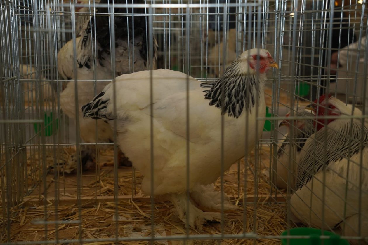 Državna i 49. međunarodna izložba malih životinja Nedelišće (2)