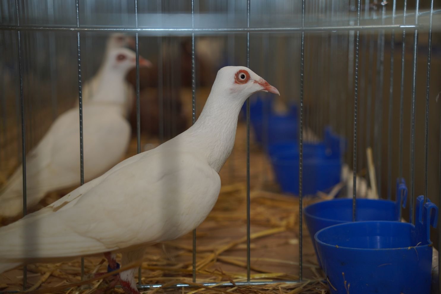 Državna i 49. međunarodna izložba malih životinja Nedelišće (21)