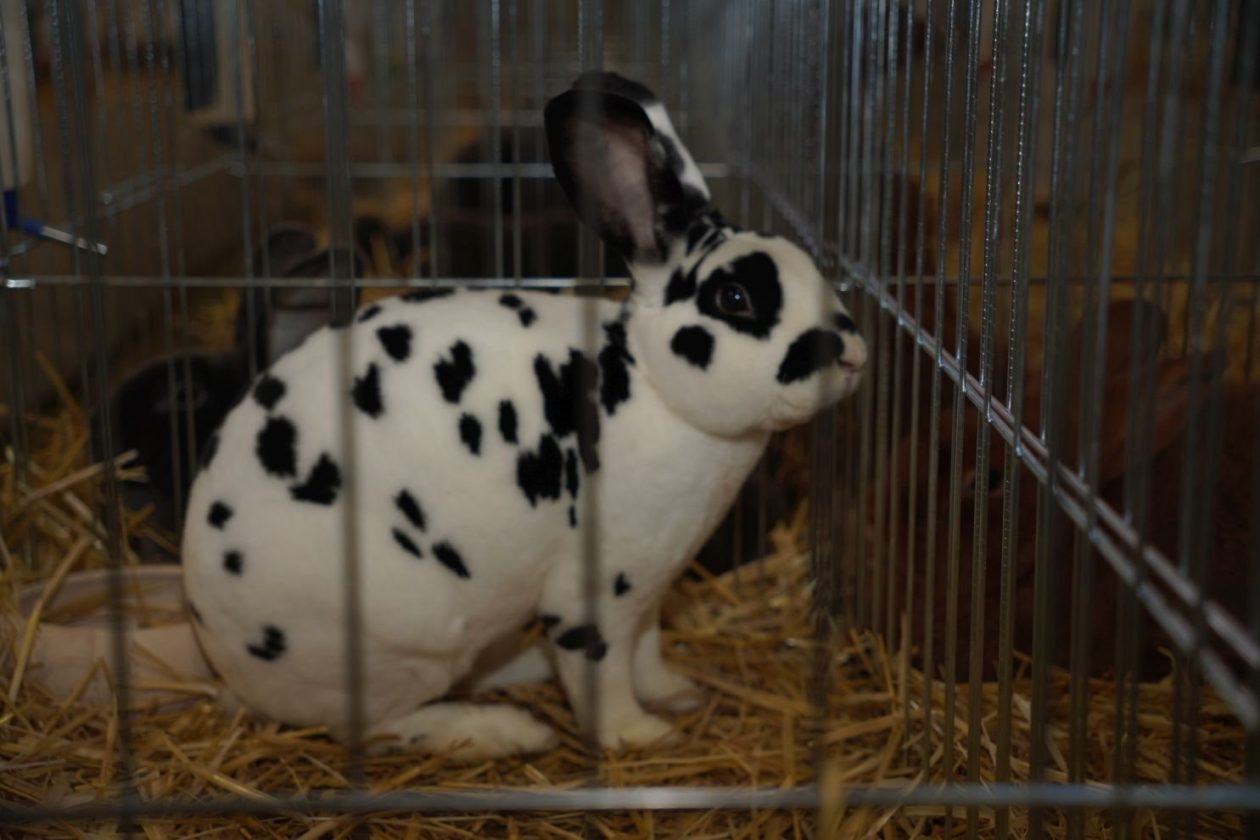 Državna i 49. međunarodna izložba malih životinja Nedelišće (22)