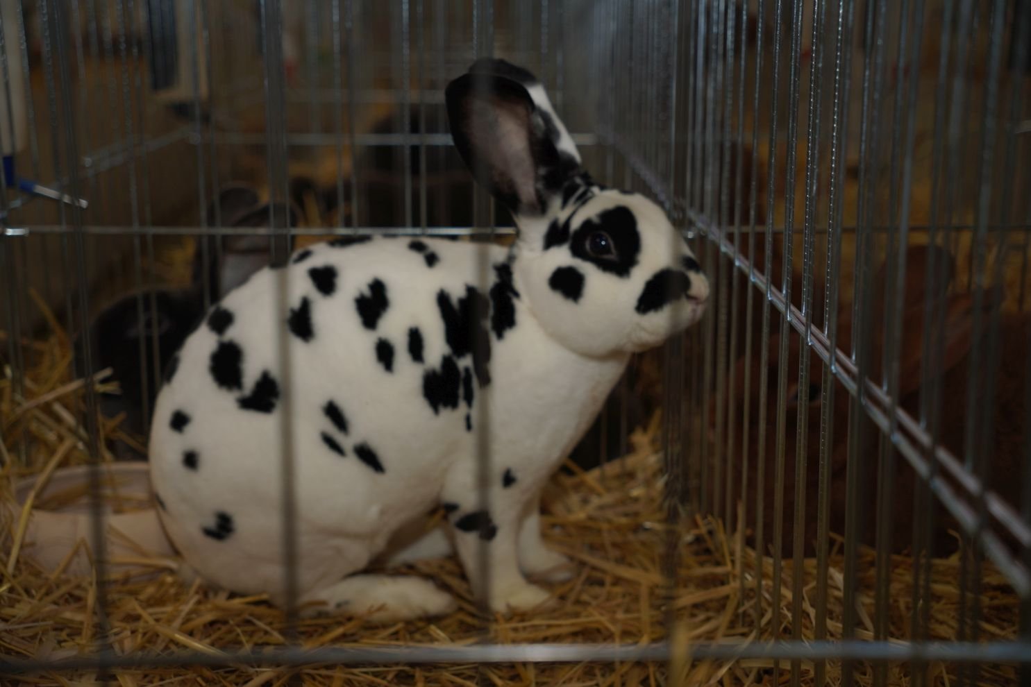 Državna i 49. međunarodna izložba malih životinja Nedelišće (22)