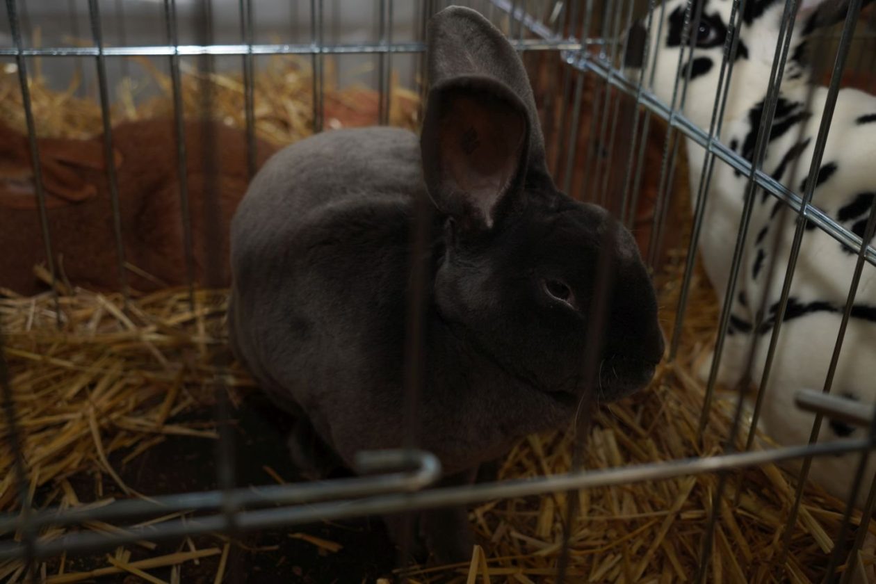 Državna i 49. međunarodna izložba malih životinja Nedelišće (23)