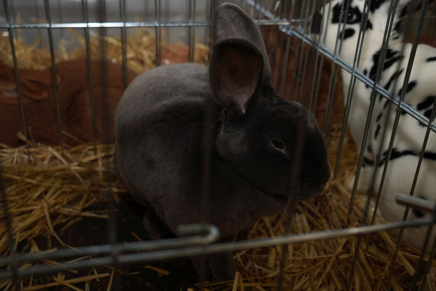 Državna i 49. međunarodna izložba malih životinja Nedelišće (23)