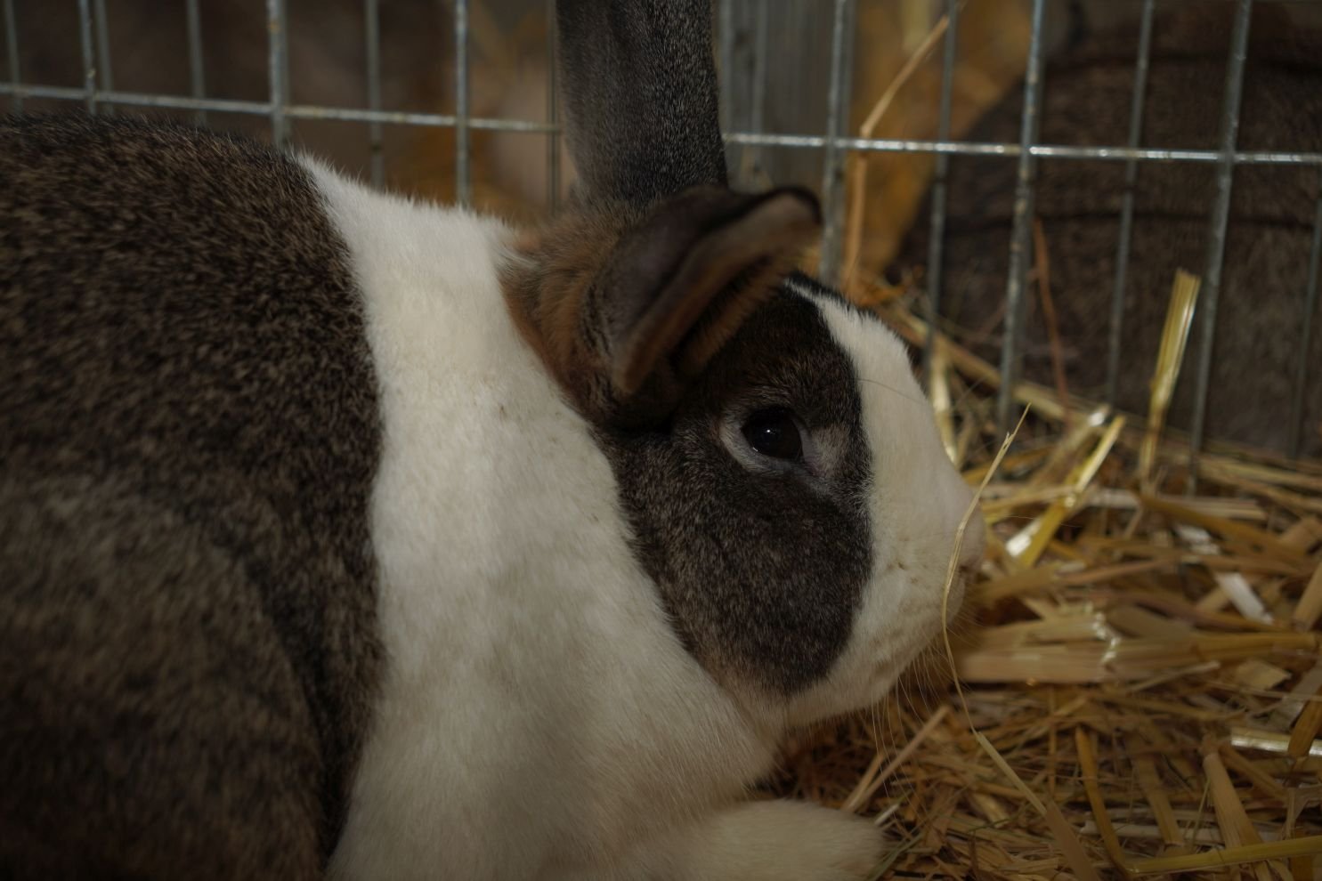 Državna i 49. međunarodna izložba malih životinja Nedelišće (25)