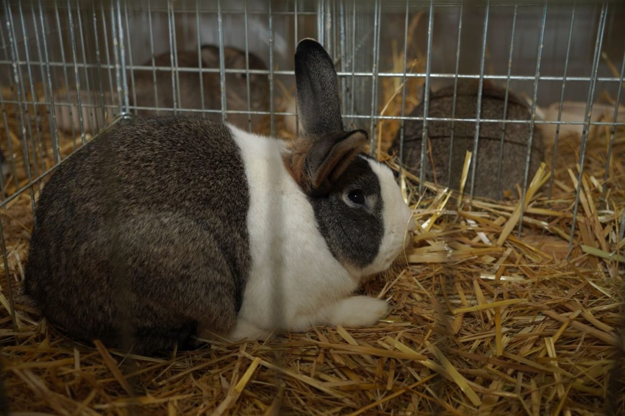 Državna i 49. međunarodna izložba malih životinja Nedelišće (26)