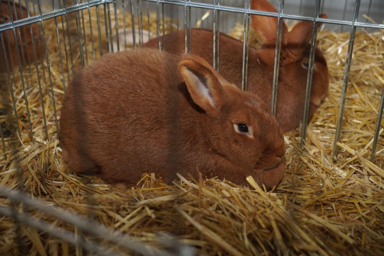 Državna i 49. međunarodna izložba malih životinja Nedelišće (27)