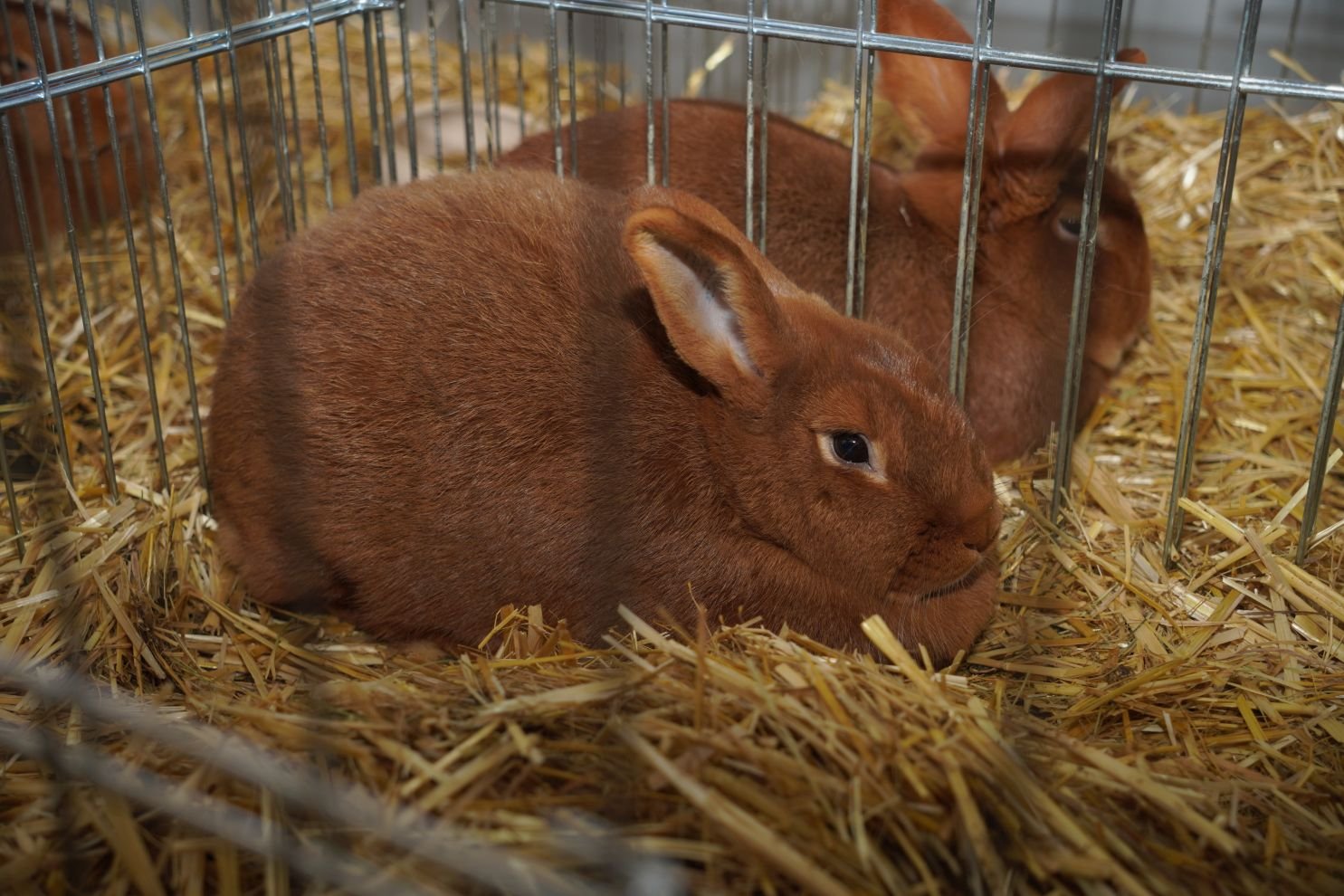 Državna i 49. međunarodna izložba malih životinja Nedelišće (27)
