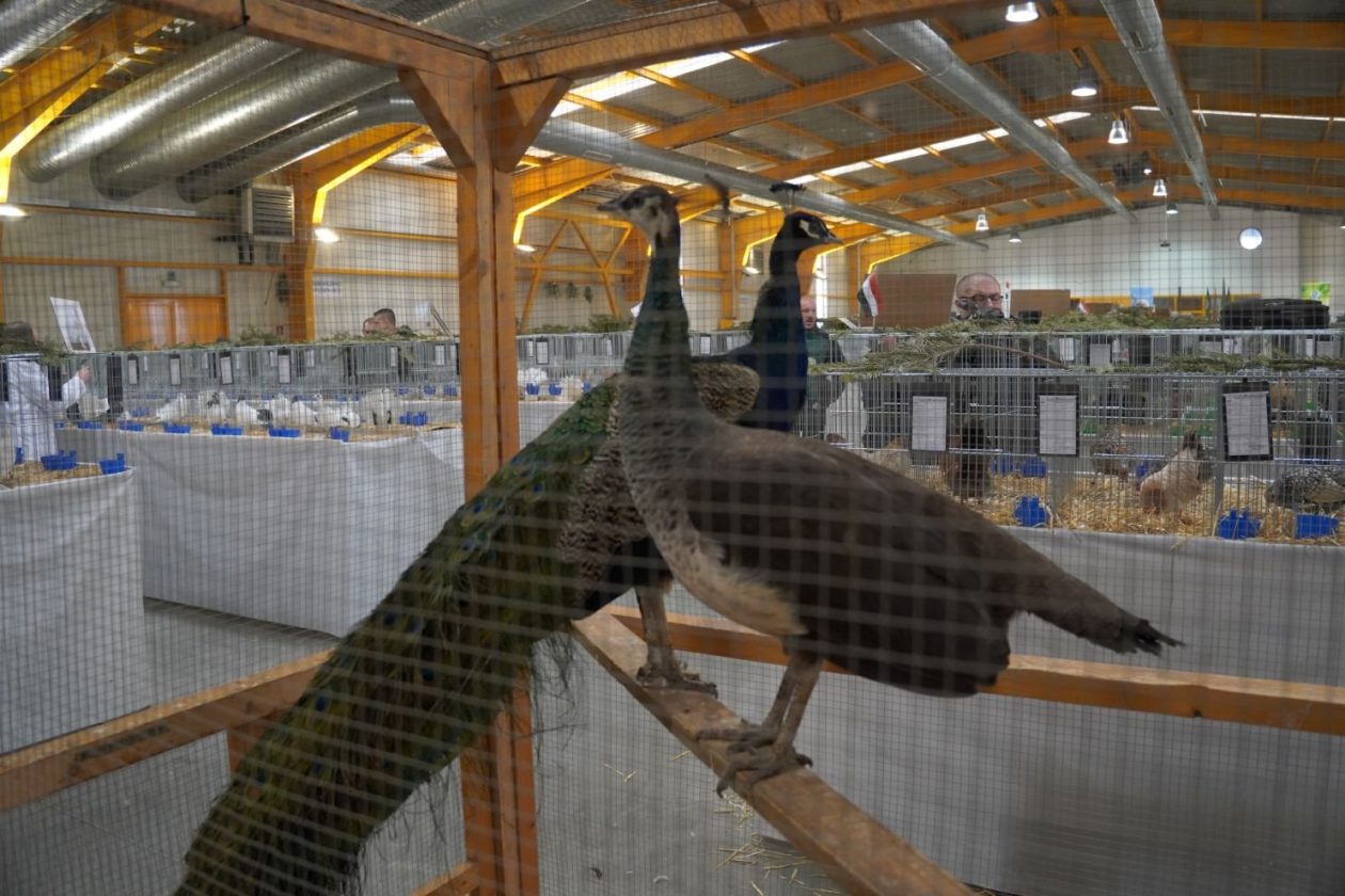 Državna i 49. međunarodna izložba malih životinja Nedelišće (28)
