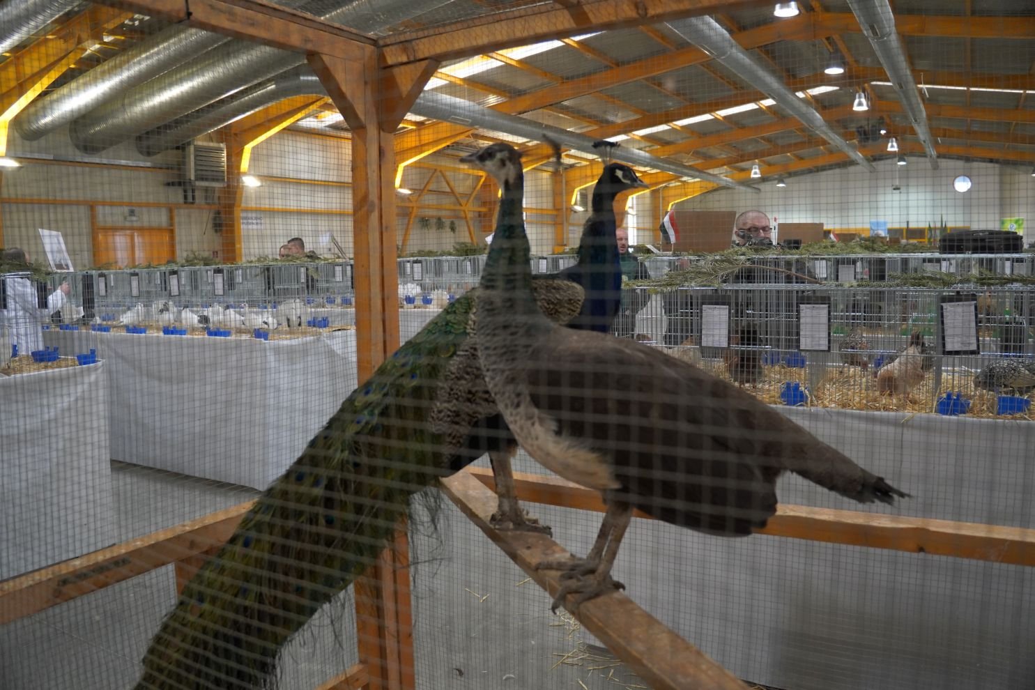 Državna i 49. međunarodna izložba malih životinja Nedelišće (28)