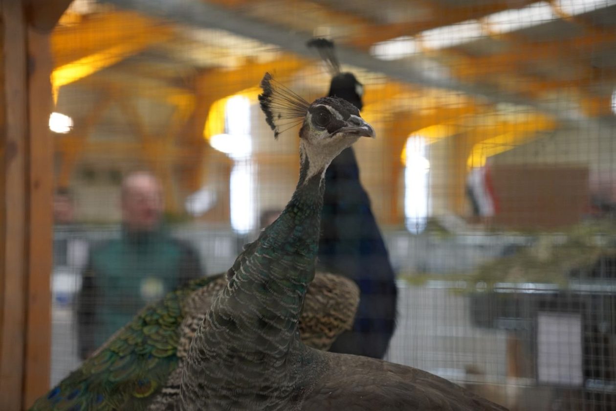 Državna i 49. međunarodna izložba malih životinja Nedelišće (29)