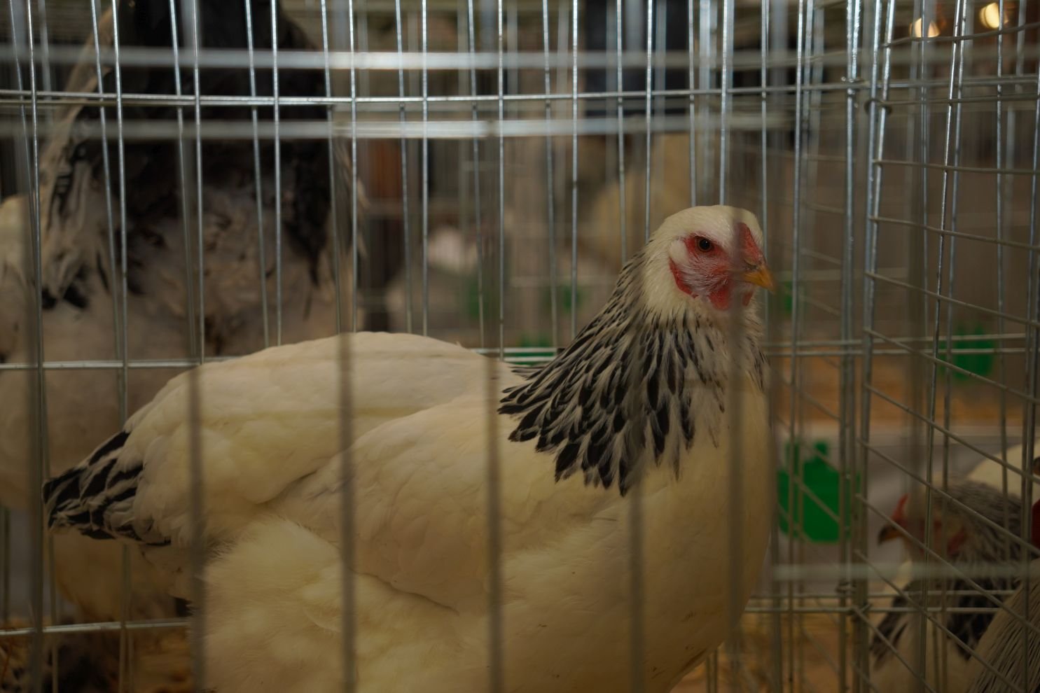 Državna i 49. međunarodna izložba malih životinja Nedelišće (3)