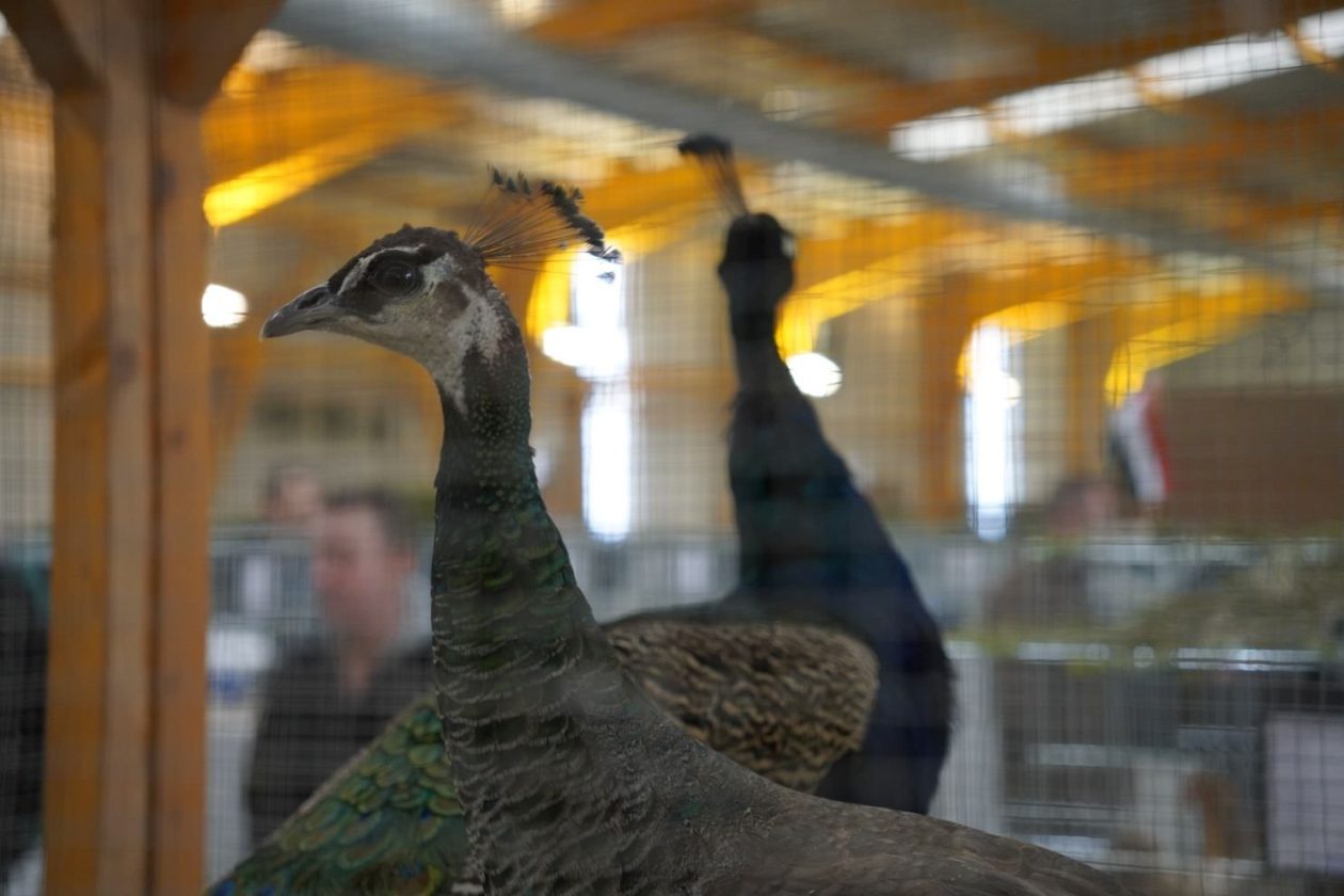 Državna i 49. međunarodna izložba malih životinja Nedelišće (30)