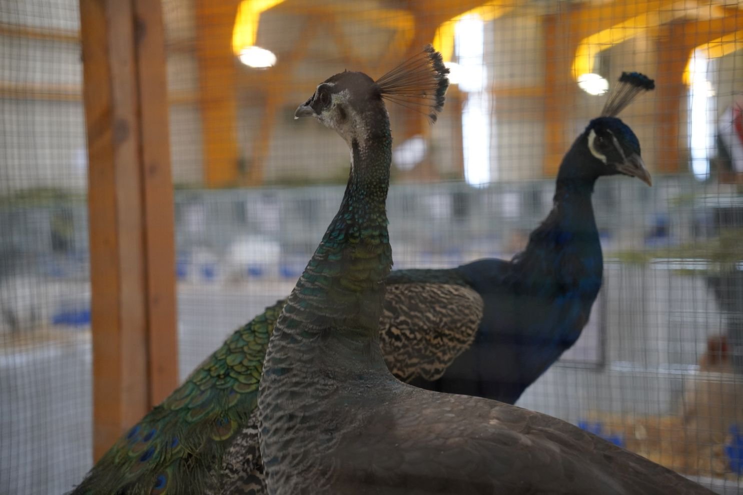 Državna i 49. međunarodna izložba malih životinja Nedelišće (31)