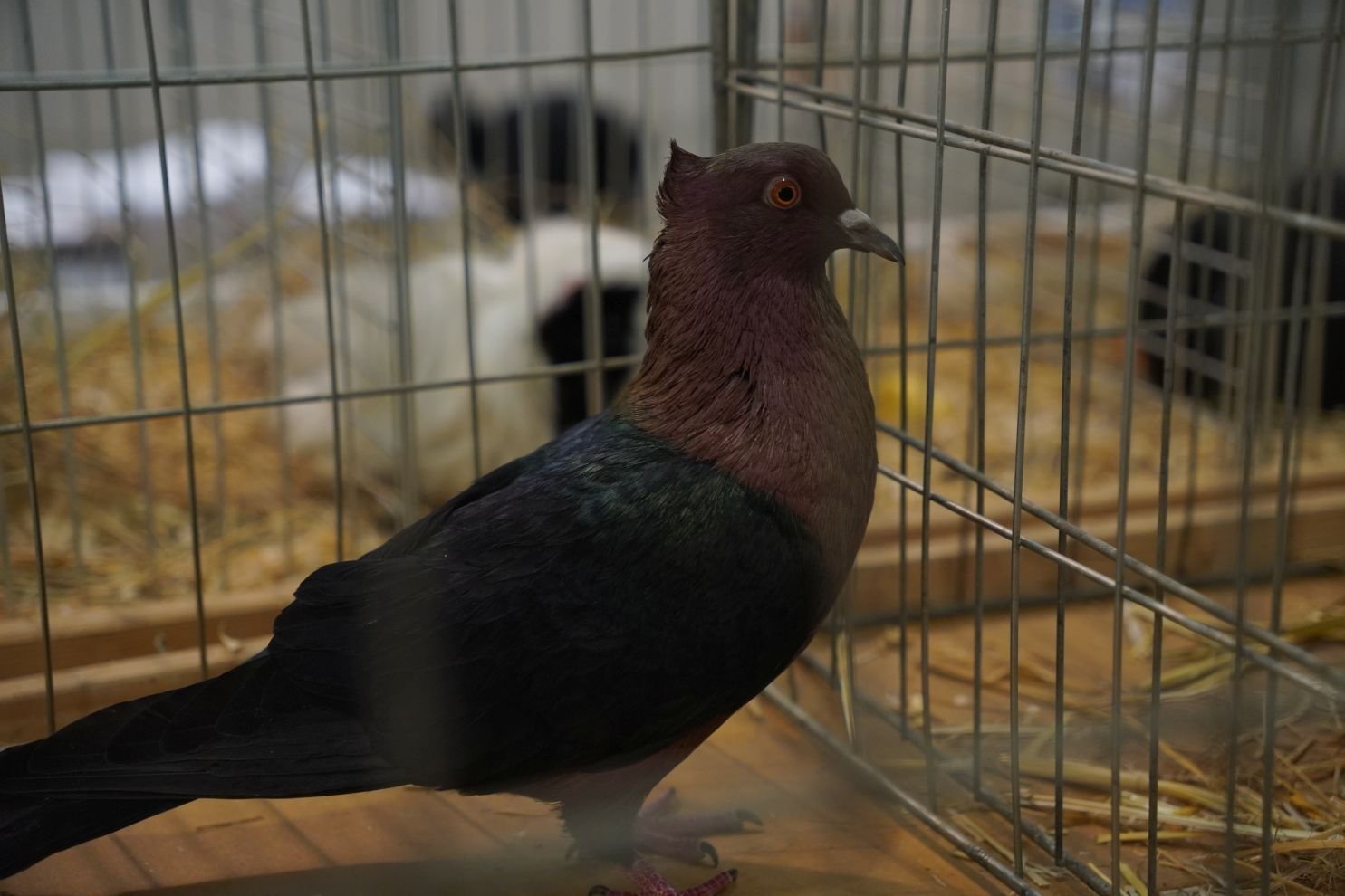 Državna i 49. međunarodna izložba malih životinja Nedelišće (35)