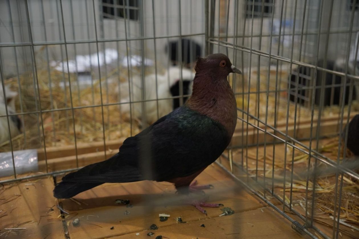 Državna i 49. međunarodna izložba malih životinja Nedelišće (36)