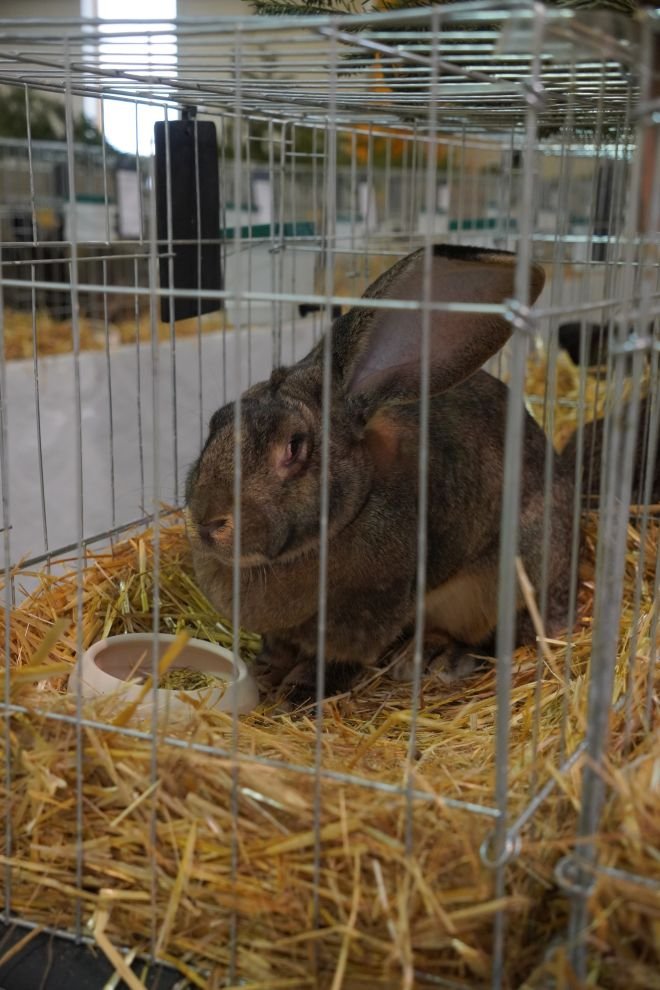 Državna i 49. međunarodna izložba malih životinja Nedelišće (37)