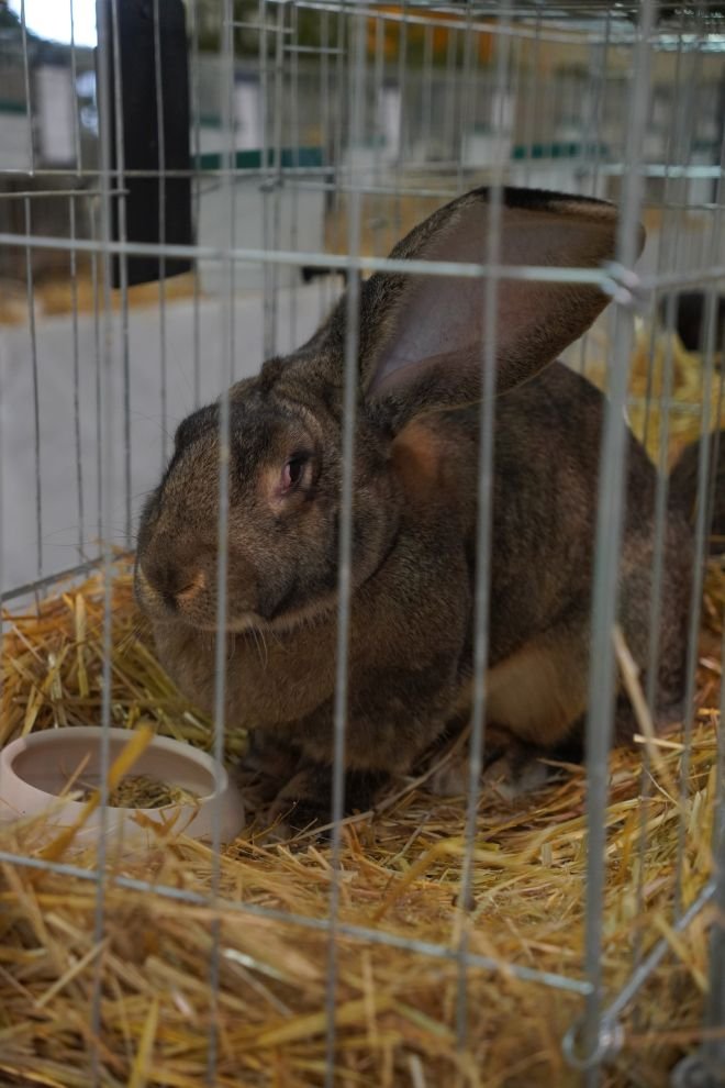 Državna i 49. međunarodna izložba malih životinja Nedelišće (38)