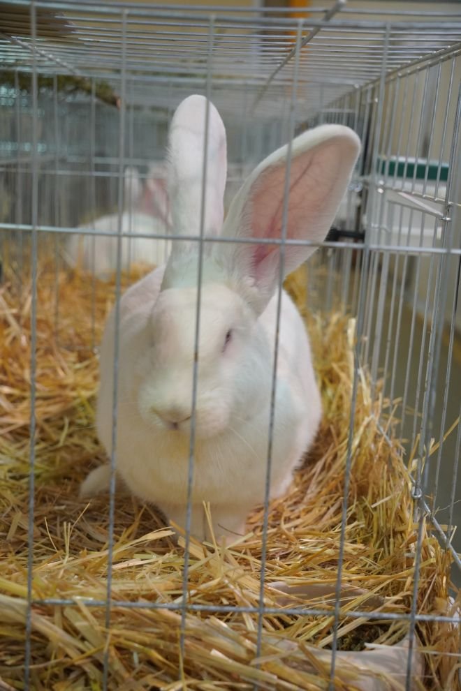 Državna i 49. međunarodna izložba malih životinja Nedelišće (39)