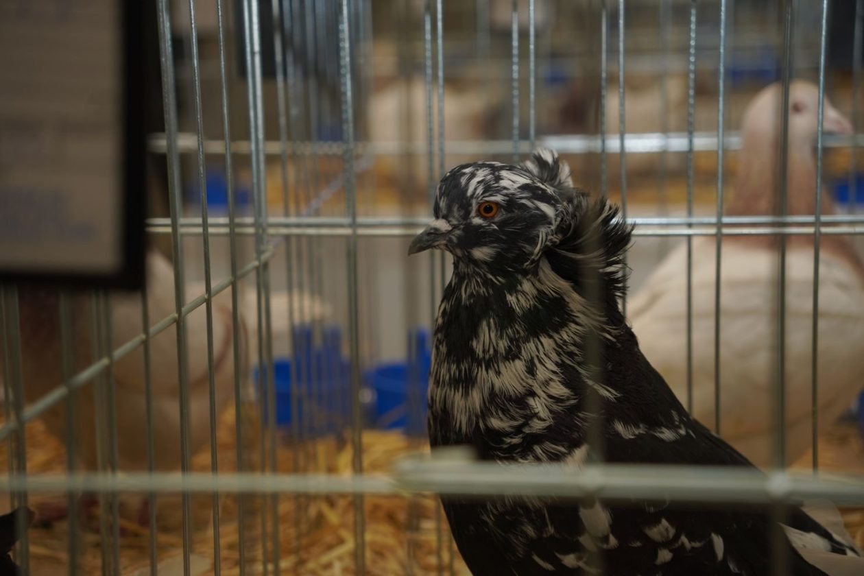 Državna i 49. međunarodna izložba malih životinja Nedelišće (4)