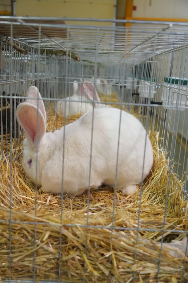 Državna i 49. međunarodna izložba malih životinja Nedelišće (40)