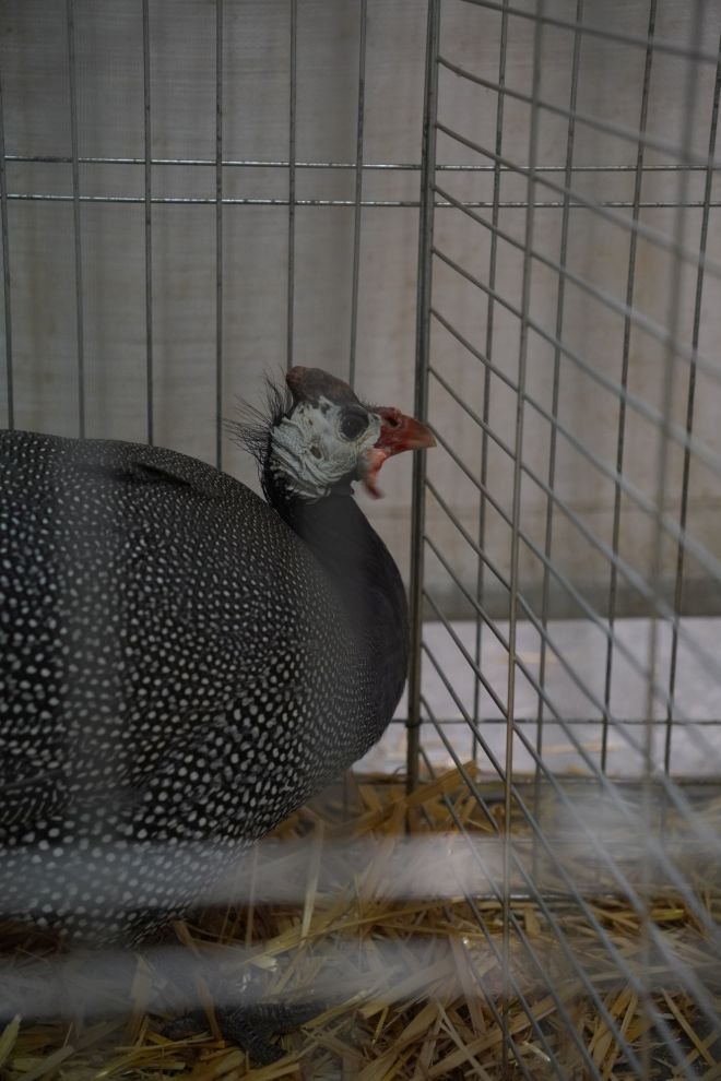 Državna i 49. međunarodna izložba malih životinja Nedelišće (42)