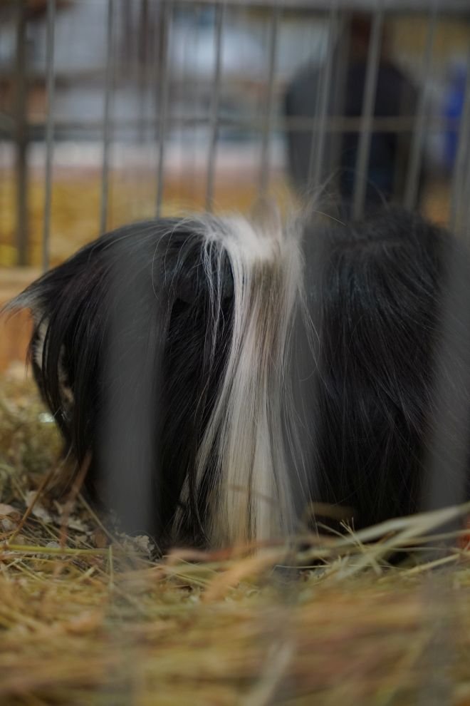Državna i 49. međunarodna izložba malih životinja Nedelišće (43)