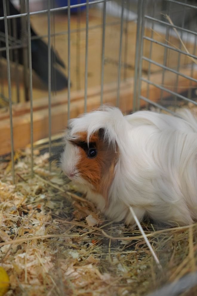 Državna i 49. međunarodna izložba malih životinja Nedelišće (44)