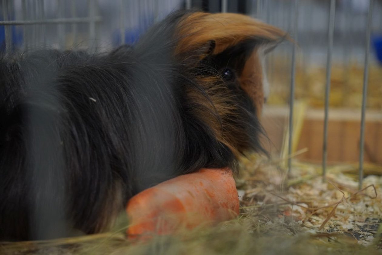 Državna i 49. međunarodna izložba malih životinja Nedelišće (45)