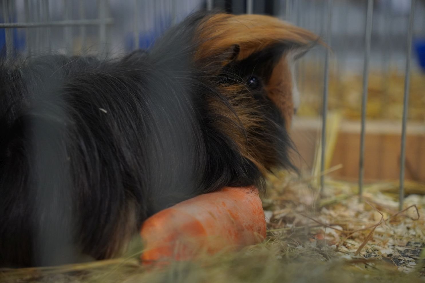 Državna i 49. međunarodna izložba malih životinja Nedelišće (45)